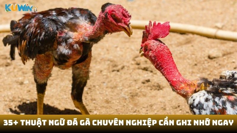 Thuật ngữ đá gà