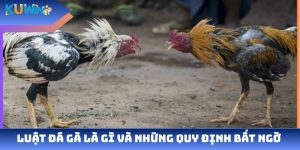 Luật đá gà