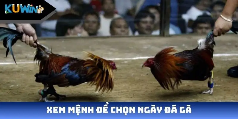 Xem mệnh để chọn ngày đá gà